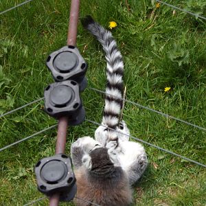 Ring-tailed lemur from above 20.4.25