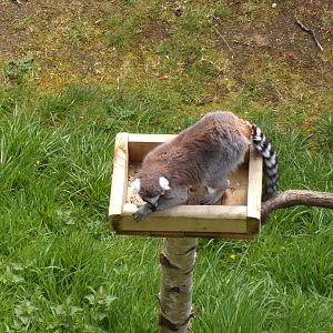 Ring-tailed lemur on unusual climbing structure 20.4.25