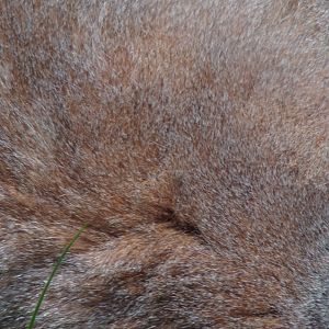 Ring-tailed lemur closeup 20.4.25