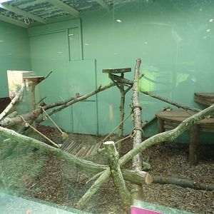 Temporary binturong enclosure 20.4.25
