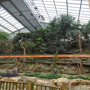 Livingstone's fruit bat, Lyle's flying fox and Madagascar crested ibis aviary