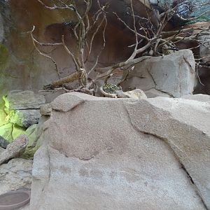 Lesser hedgehog tenrec and pancake tortoise exhibit