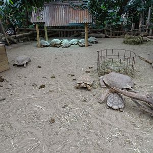 African spurred tortoise (Centrochelys sulcata) exhibit