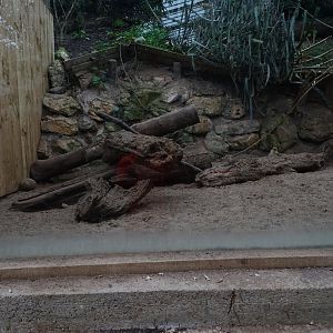 Southern three-banded armadillo exhibit
