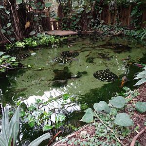 River stingray (Potamotrygon leopoldi) exhibit