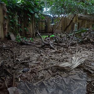 Black and rufous sengi (Rhynchocyon petersi) exhibit