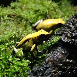 Golden poison frog (Phyllobates terribilis)