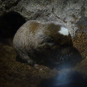 Ansell's mole-rat (Fukomys anselli)
