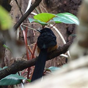 White-rumped shama (Copsychus malabaricus)
