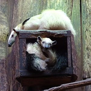 Southern tamanduas (Tamandua tetradactyla)