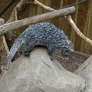Brazilian porcupine (Coendou prehensilis)