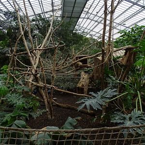 Linnaeus's two-toed sloth (Choloepus didactylus) exhibit