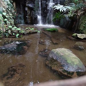 Alligator snapping turtle (Macrochelys temminckii) exhibit