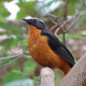 White-crowned robin-chat (Cossypha albicapillus)