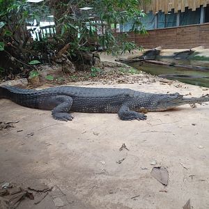 Gharial (Gavialis gangeticus)
