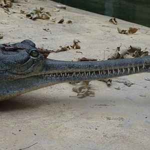 Gharial (Gavialis gangeticus)