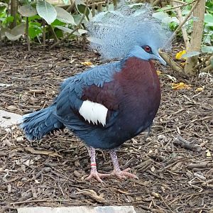 Sclater's crowned pigeon (Goura sclaterii)