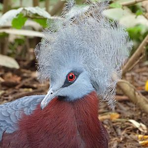 Sclater's crowned pigeon (Goura sclaterii)