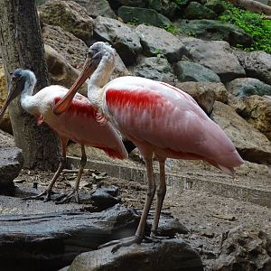 Roseate spoonbill (Platalea ajaja)