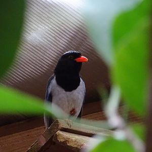 Red-billed blue magpie (Urocissa erythroryncha)
