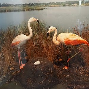 Biologischer Station Zwillbrocker Venn - Visitor and education center - Flamingo nest display, 2025-05-26