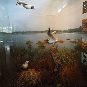 Biologischer Station Zwillbrocker Venn - Visitor and education center - Black-headed gull colony diomara, 2025-05-26