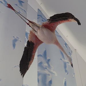 Biologischer Station Zwillbrocker Venn - Visitor and education center - Flamingo in flight taxidermy, 2025-05-26