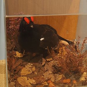 Biologischer Station Zwillbrocker Venn - Visitor and education center - Black grouse taxidermy, 2025-05-26