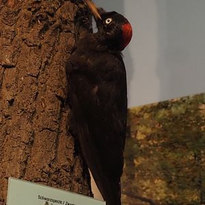 Biologischer Station Zwillbrocker Venn - Visitor and education center - Black woodpecker taxidermy, 2025-05-26