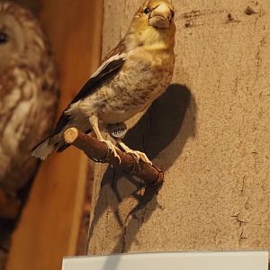 Biologischer Station Zwillbrocker Venn - Visitor and education center - Hawfinch taxidermy, 2025-05-26