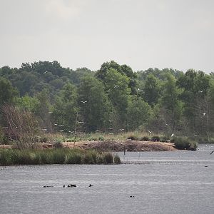 Zwillbrocker Venn - Flamingo-Insel with breeding flamingos and black-headed gull breeding colony, 2025-05-26