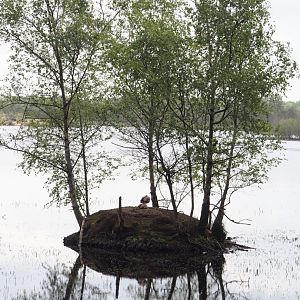 Zwillbrocker Venn - Island for waterfowl, 2025-05-26