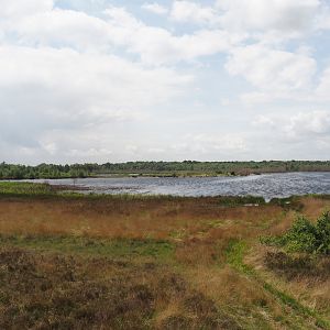 Zwillbrocker Venn - View from viewing tower towards Flamingo-Insel, 2025-05-26