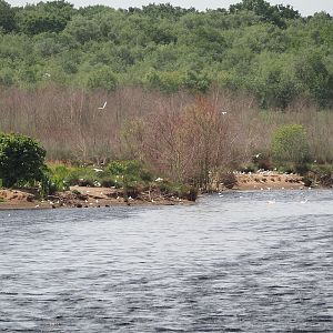 Zwillbrocker Venn - Flamingo-Insel with breeding flamingos and black-headed gull breeding colony, 2025-05-26