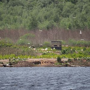 Zwillbrocker Venn - Flamingo-Insel with breeding flamingos and black-headed gull breeding colony, 2025-05-26