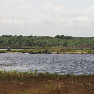Zwillbrocker Venn - Flamingo-Insel with breeding flamingos and black-headed gull breeding colony, 2025-05-26