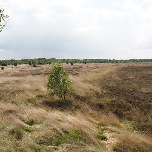 Zwillbrocker Venn - Moorland, 2025-05-26