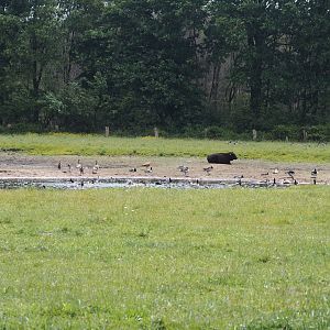 Pond with geese in cattle meadow, Zwillbrocker Venn, 2025-05-26