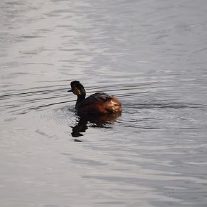 Black-necked grebe (Podiceps nigricollis), Zwillbrocker Venn, 2025-05-26