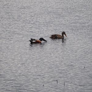 Northern shoveler pair (Spatula clypeata), Zwillbrocker Venn, 2025-05-26