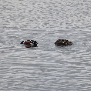 Northern shoveler pair (Spatula clypeata), Zwillbrocker Venn, 2025-05-26