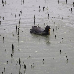 Eurasian coot (Fulica atra), Zwillbrocker Venn, 2025-05-26