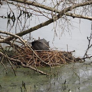 Eurasian coot (Fulica atra) nest, Zwillbrocker Venn, 2025-05-26