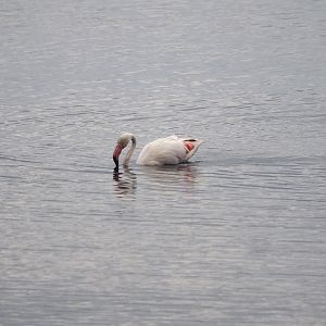 Greater flamingo (Phoenicopterus roseus), Zwillbrocker Venn, 2025-05-26