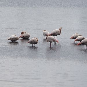 Greater flamingos (Phoenicopterus roseus) and Greater/Chilean flamingo hybrids (P. roseus X P. chilensis), Zwillbrocker Venn, 2025-05-26
