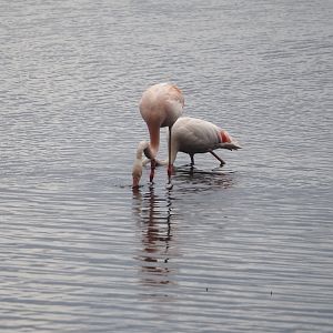 Greater flamingo (Phoenicopterus roseus) and Greater/Chilean flamingo hybrid (P. roseus X P. chilensis), Zwillbrocker Venn, 2025-05-26