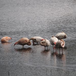 Greater flamingos (Phoenicopterus roseus) and Greater/Chilean flamingo hybrids (P. roseus X P. chilensis), Zwillbrocker Venn, 2025-05-26