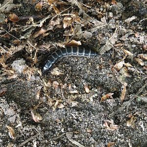 Carabidae beetle larvae, Zwillbrocker Venn, 2025-05-26