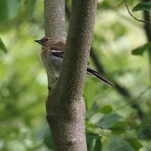 Female Eurasian chaffinch (Fringilla coelebs), Zwillbrocker Venn, 2025-05-26