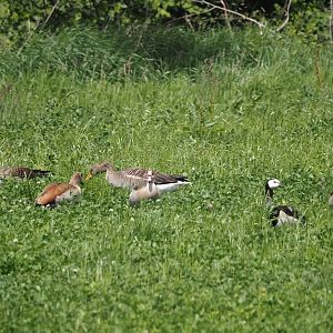 Greylag geese (Anser anser), Egyptian geese (Alopochen aegyptiaca) and Barnacle goose (Branta leucopsis), Zwillbrocker Venn, 2025-05-26